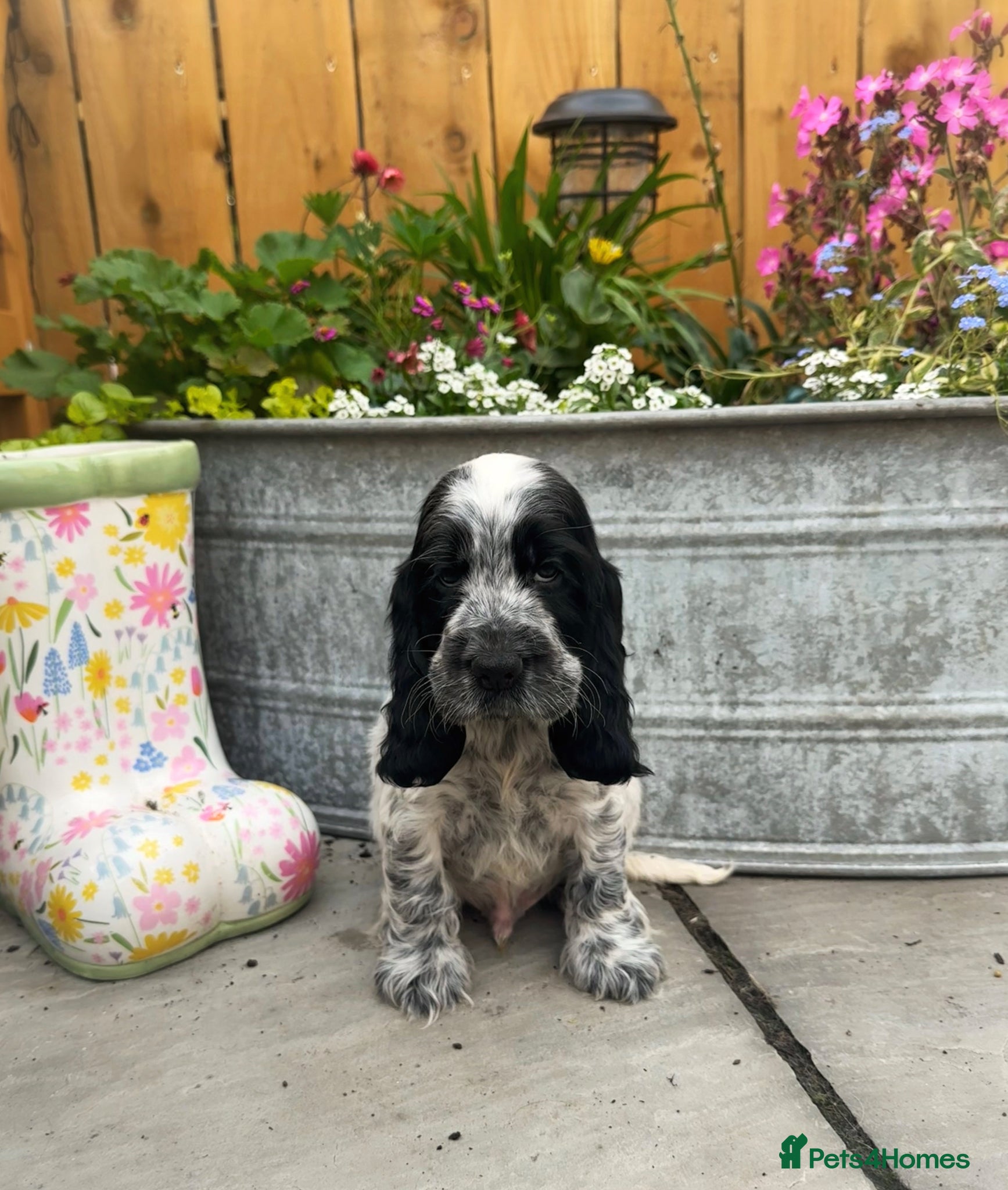 Cocker Spaniel dogs Top Quality KC Show Cocker Spaniel Puppies  - Advert 13