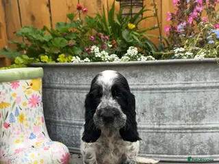 Cocker Spaniel dogs Top Quality KC Show Cocker Spaniel Puppies - Advert 13