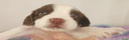 English Springer Spaniel dogs for sale: KC Homebred Health Tested Vet Social Pups 🩷 - Advert 7