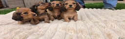 Miniature Dachshund dogs for sale: Miniature longhaired dachshund shaded cream girls in Cambridge - Advert 22
