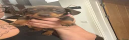 Miniature Dachshund dogs for sale: STUNNING MINIATURE DACHSHUND PUPPIES - Advert 6