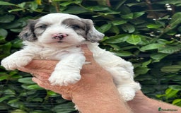 Cockapoo dogs for sale: DNA clear / Licensed Breeder for peace of mind  - Image 4