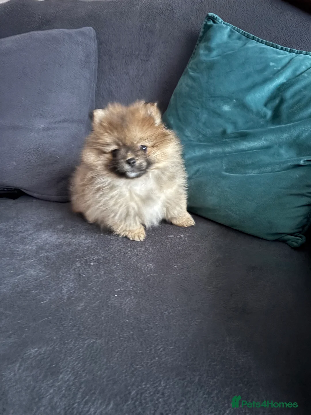Pomeranian dogs for sale: Pomeranian puppy for sale - Advert 1