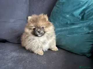 Pomeranian dogs Pomeranian puppy for sale - Advert 1