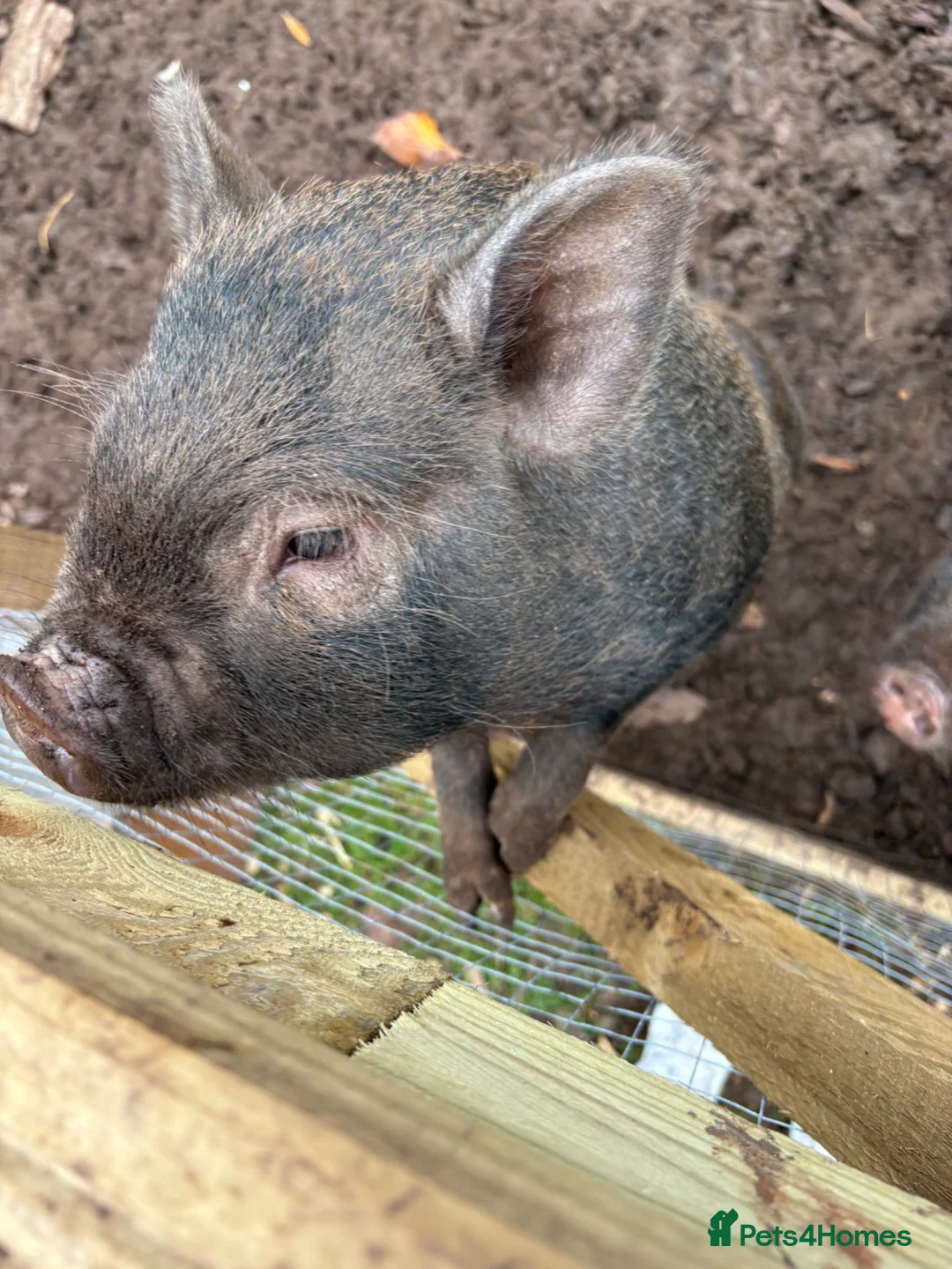 Pig livestock for sale: Pigs for Sale Mini pigs  - Advert 1