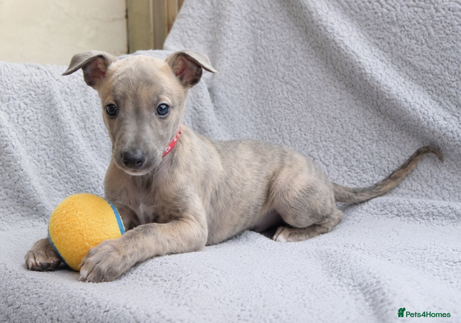 Whippet dogs KC Reg - 1 Blue Brindle boy available  - Advert 4
