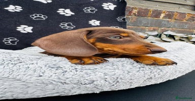 Miniature Dachshund dogs - Advert 3