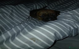 Staffordshire Bull Terrier dogs for sale: Staffordshire bull terror puppies  in London - Image 25