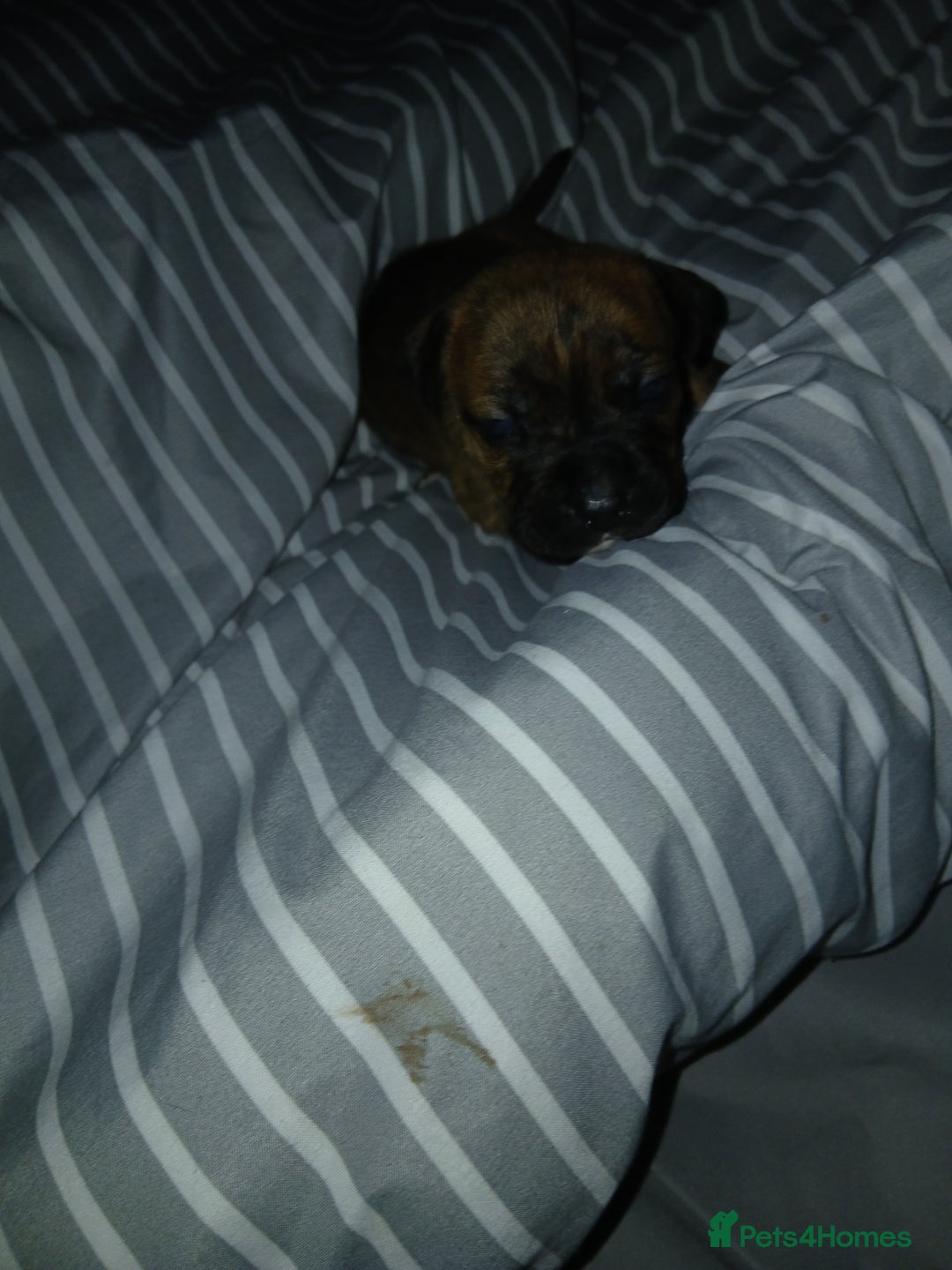 Staffordshire Bull Terrier dogs for sale: Staffordshire bull terror puppies  in London - Image 25