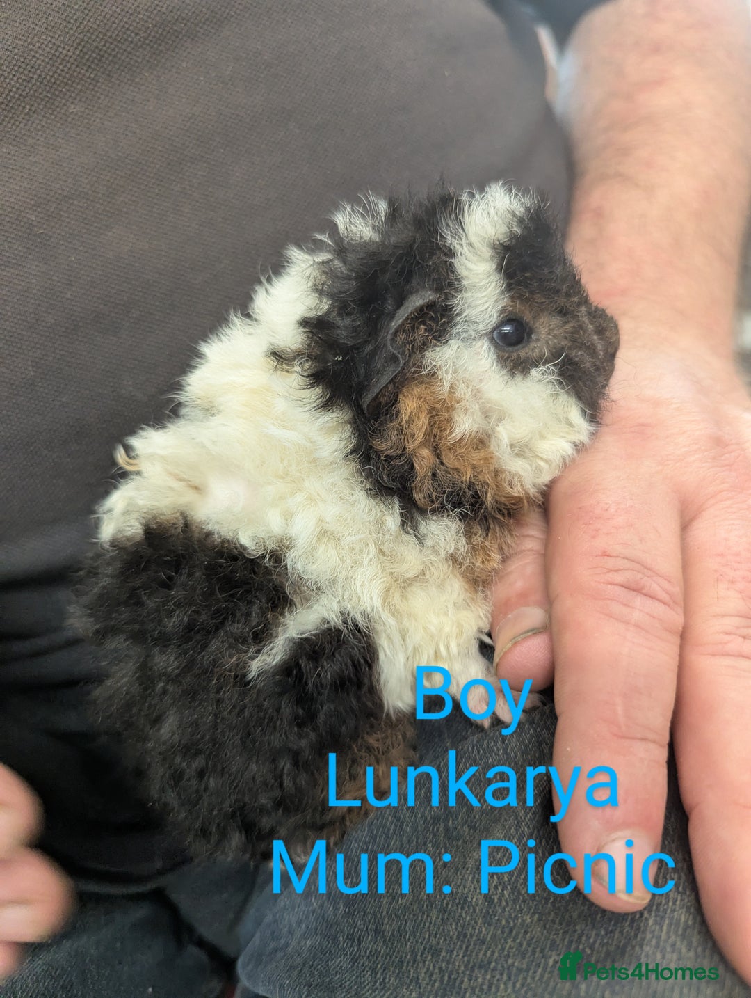 Guinea Pig rodents for sale: Stunning baby guinea pigs! Lunkarya/Abyssinian/sh  - Image 9