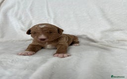 Goldendoodle dogs for sale: Beautiful litter of Goldendoodles  - Image 13