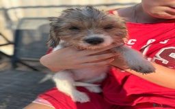 Mixed Breed dogs for sale: Beagle Cross puppies  - Image 1