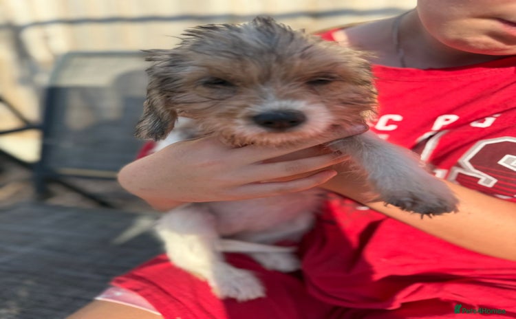 Mixed Breed dogs - Advert 2