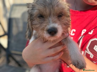 Mixed Breed dogs - Advert 6