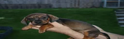 Dachshund dogs for sale: 7 dachshund pups for sale in Bradford - Advert 31