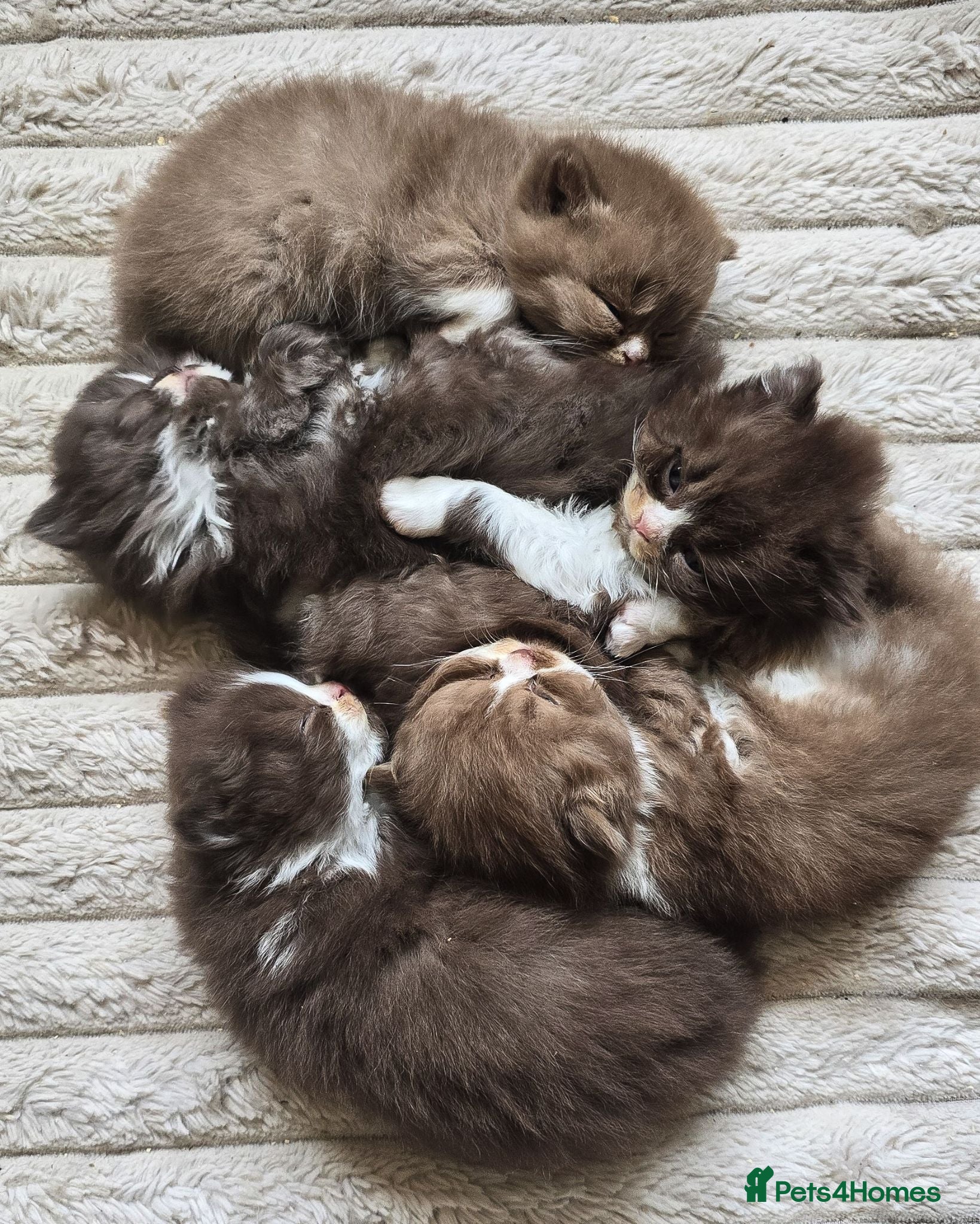 British Shorthair cats Last Beautiful British longhair kittens 🤎🧸  - Advert 10