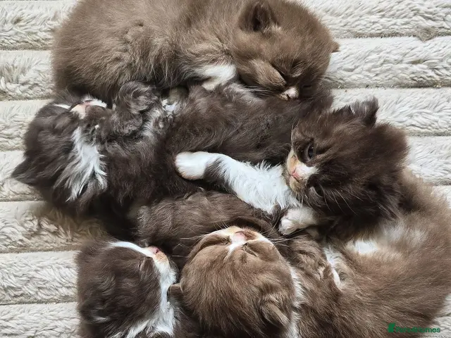 British Shorthair cats for sale: Last Beautiful British longhair kitten 🤎🧸 - Advert 17