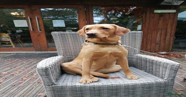 Labrador Retriever dogs - Advert 5