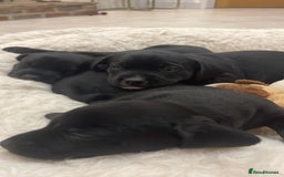 Mixed Breed dogs for sale: Dalmatian X Chiweenie Puppies - Image 6