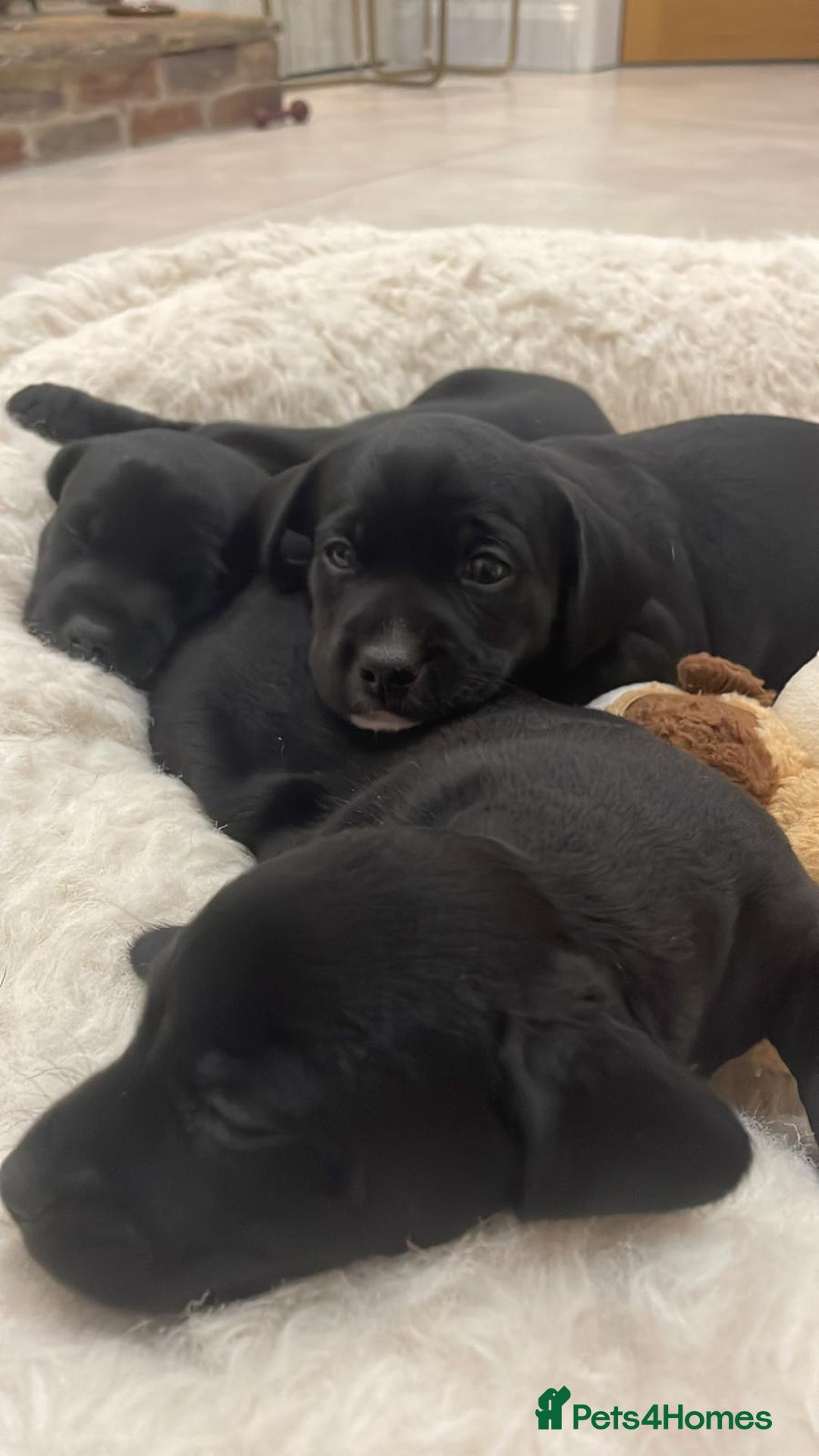 Mixed Breed dogs for sale: Dalmatian X Chiweenie Puppies - Image 6