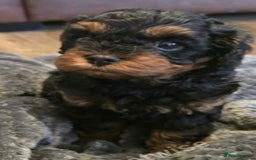 Cockapoo dogs for sale: F1 Toy Cockapoos - Image 12