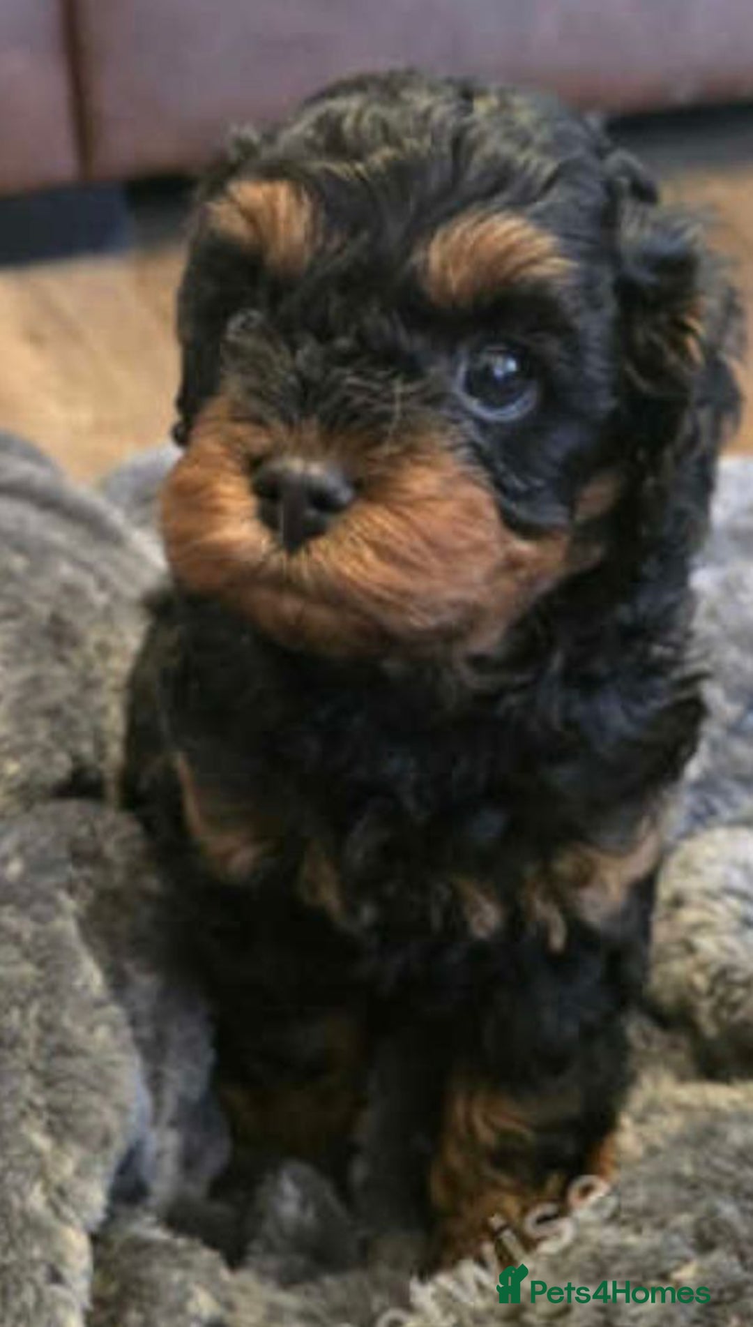 Cockapoo dogs for sale: F1 Toy Cockapoos - Image 12