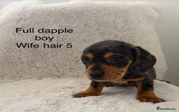 Mixed Breed dogs for sale: Docker dachshund ** paniel puppies  - Image 14
