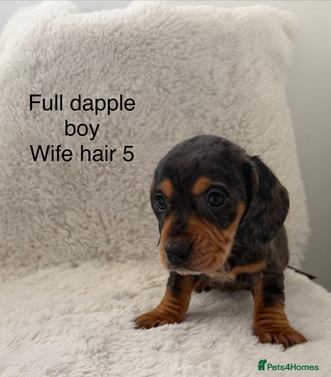 Mixed Breed dogs for sale: Docker dachshund ** paniel puppies  - Image 14