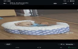 Pomchi dogs for sale: Pomchi  - Image 2