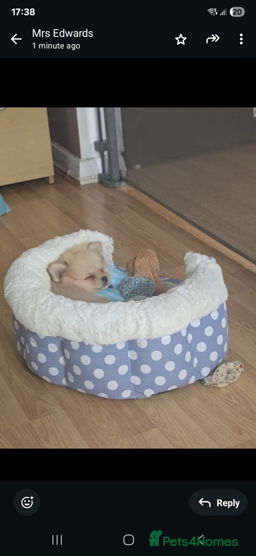 Pomchi dogs for sale: Pomchi  - Image 2