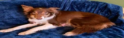 Border Collie dogs for sale: Red, White & Gold Border Collie Pups - Advert 15