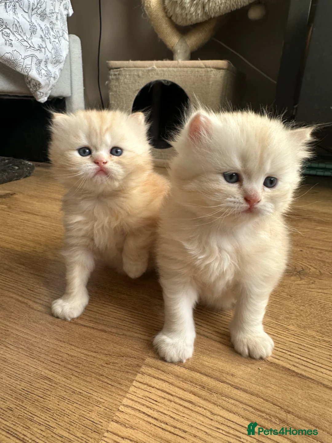 British Shorthair cats for sale: Beautiful British Longhair Boys! in Slough - Advert 2