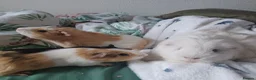 Guinea Pig rodents for sale: Three male guniea pigs  in Weston-super-Mare - Advert 1