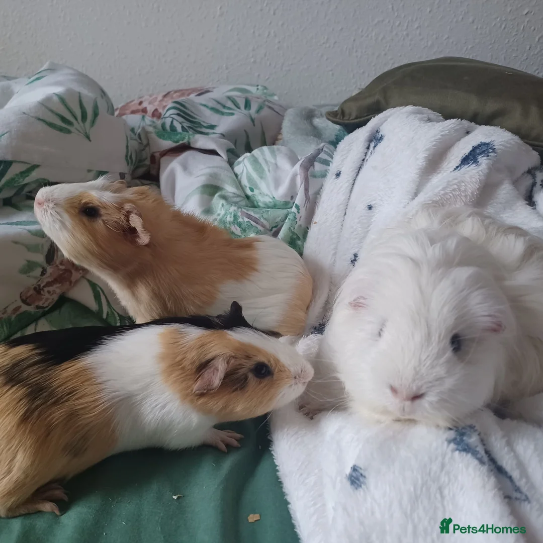 Guinea Pig rodents for sale: Three male guniea pigs  in Weston-super-Mare - Advert 1