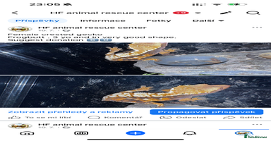 Leopard Gecko reptiles crested geckos - possible a full setup  - Advert 5