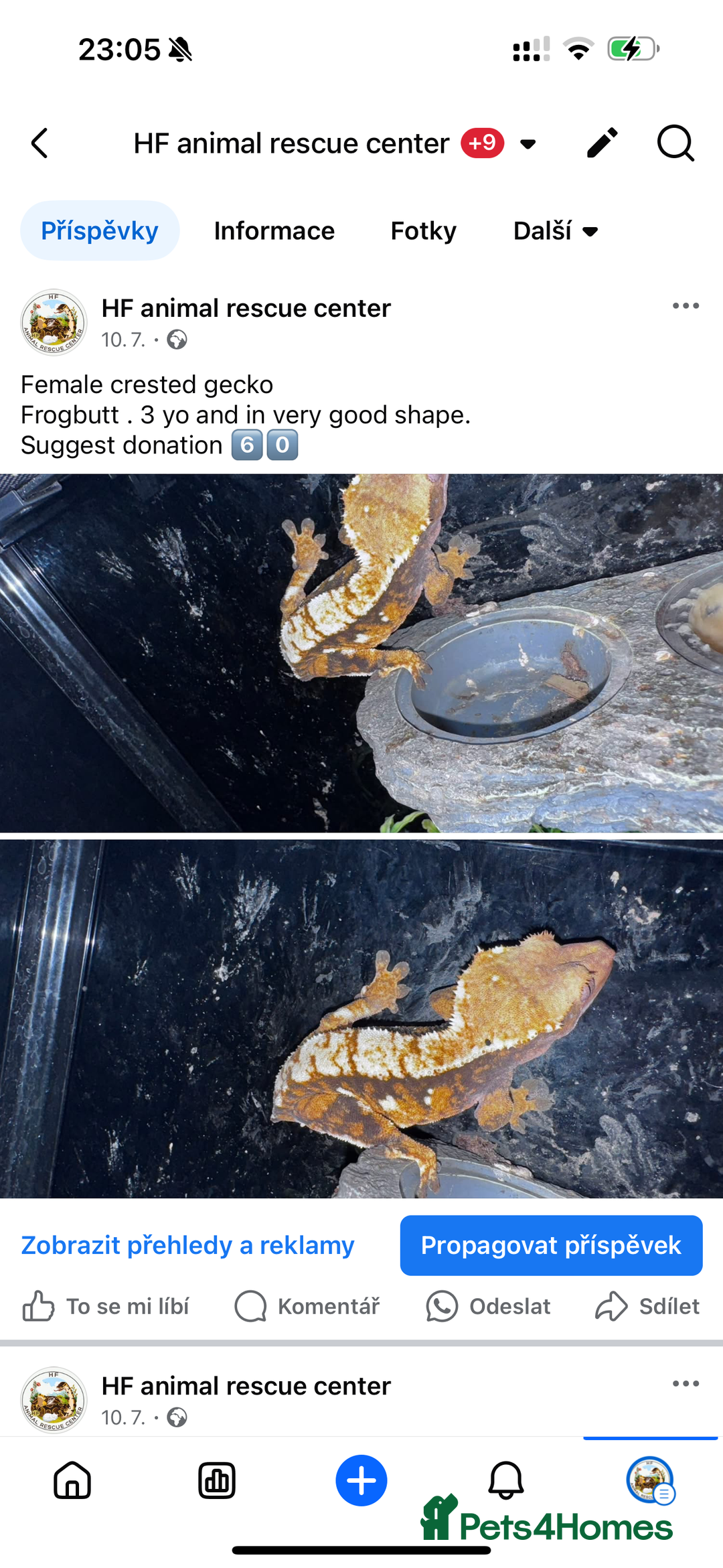 Leopard Gecko reptiles for sale: crested geckos - possible a full setup  - Image 4