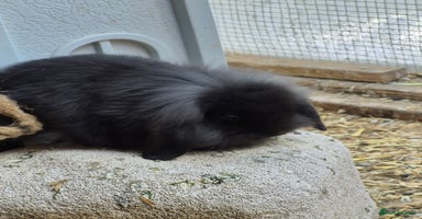 English Lop rabbits - Advert 4