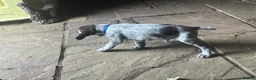 German Wirehaired Pointer dogs for sale: Ready to go Wiredhaired German pointer pups  - Advert 21