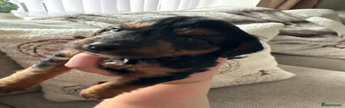 Mixed Breed 1