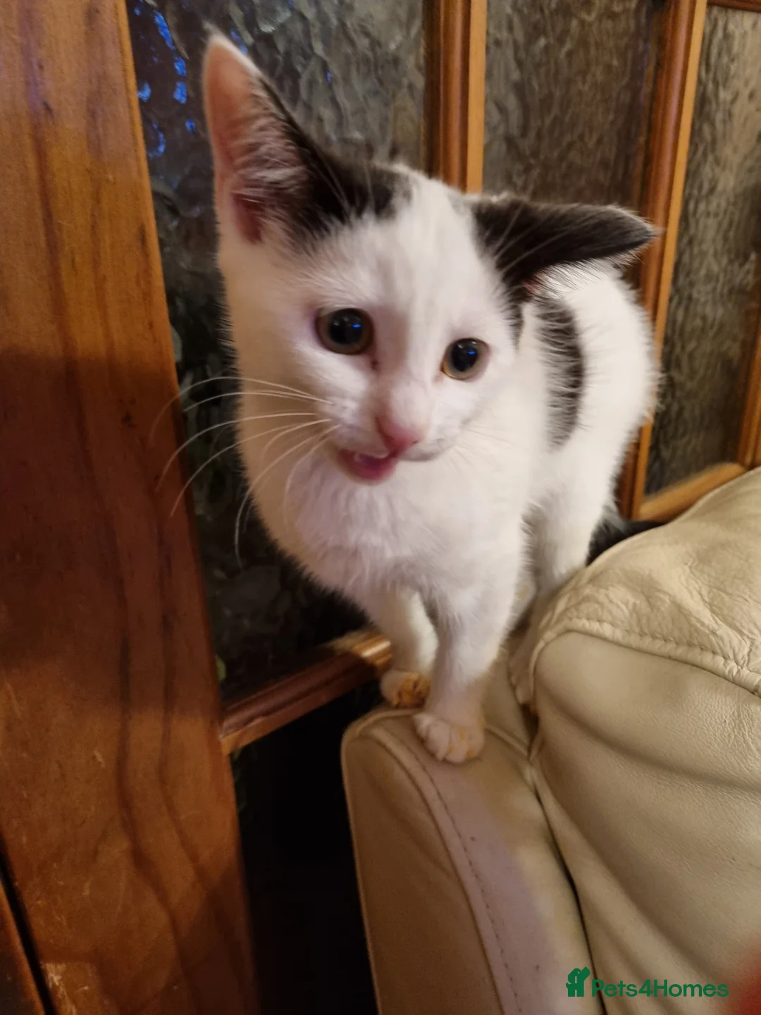 British Shorthair cats for sale: Kitten for sale - Advert 2