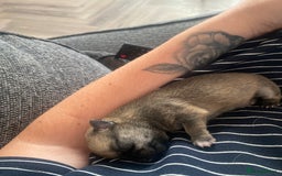 Chihuahua dogs for sale: Female chihuahua puppy - Image 3