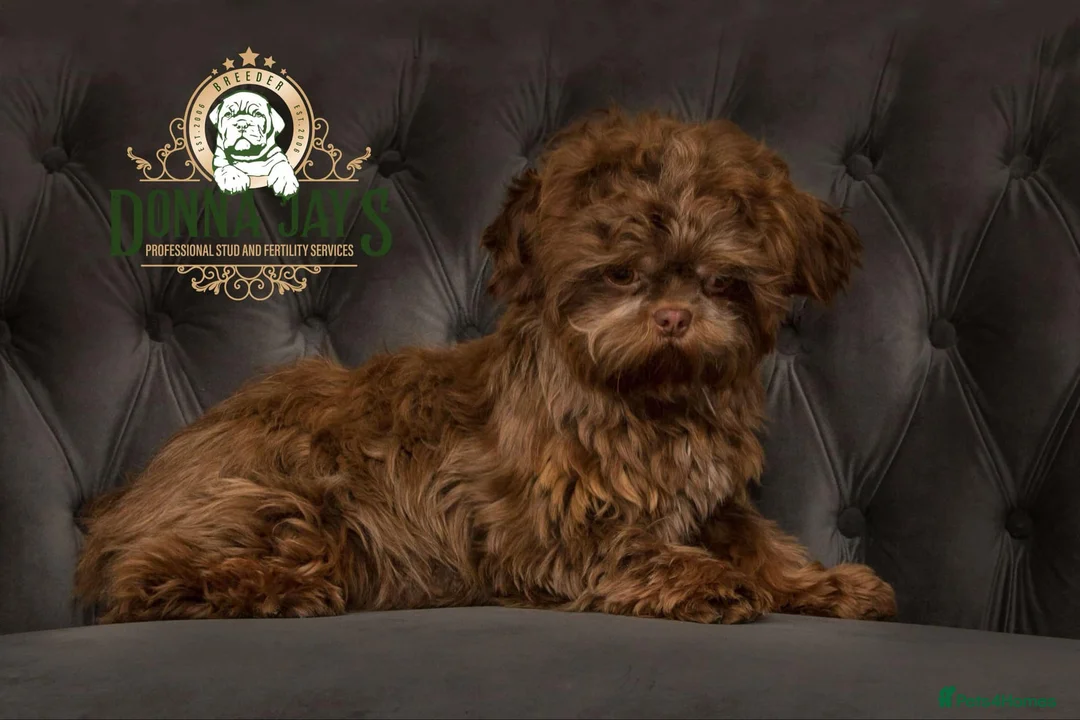Shih Tzu dogs for stud: DonnaJays Professional stud service in Stafford - Advert 4