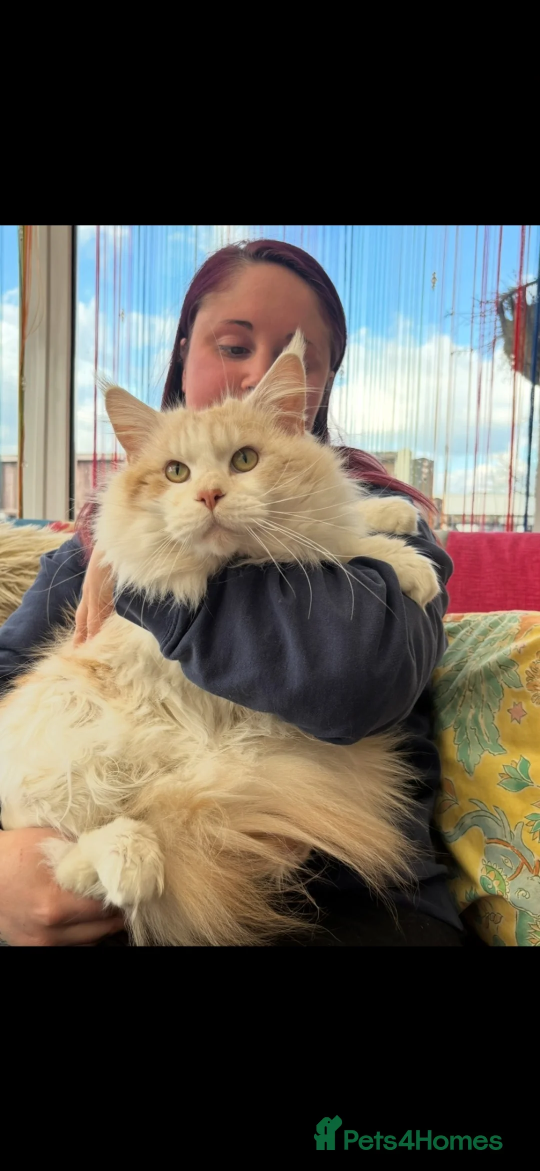 Maine Coon cats for sale: Maine Coon Kittens  - Advert 13