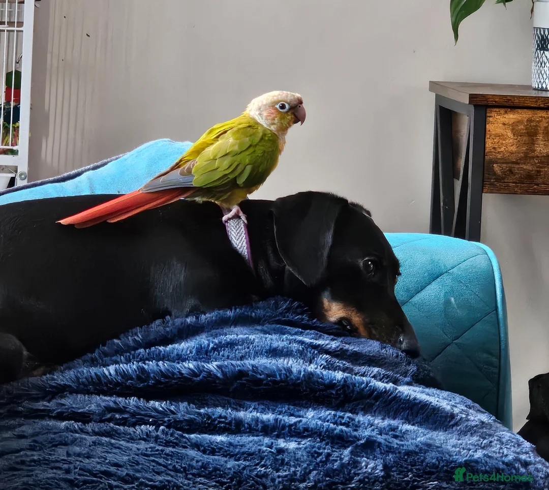 Miniature Dachshund dogs for sale: 9yr female mini dachshund in Portsmouth - Advert 2