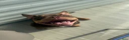 American Bully dogs for sale: Micro bully - Advert 4