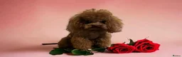 Toy Poodle dogs for sale: Lovely Puppies – Raised With Love in Hebburn - Advert 27