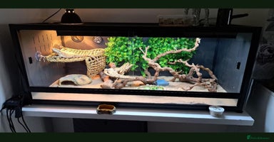 Dragon reptiles - Advert 3