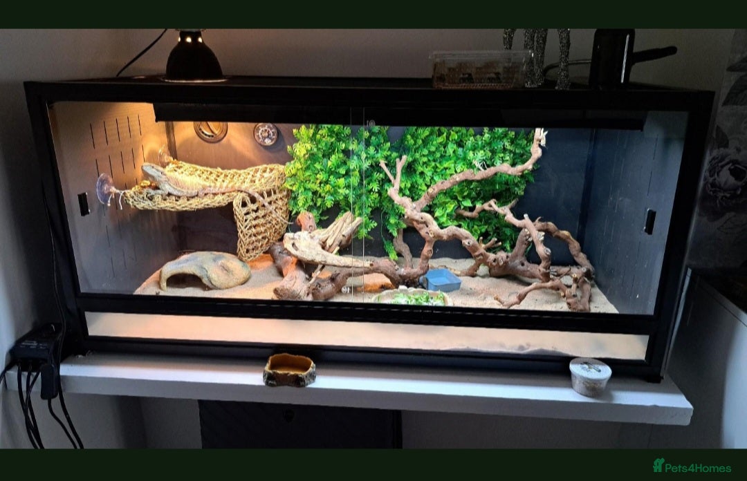 Dragon reptiles for sale: Bearded dragon and complete vivarium PVC - Image 3