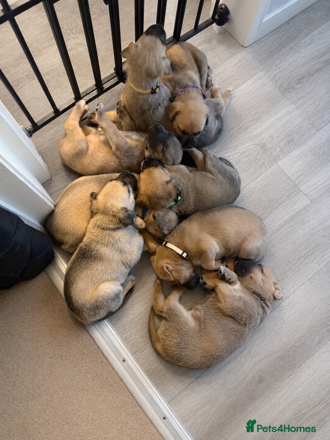 Mixed Breed dogs German shepherd x American bully puppy’s  - Advert 2