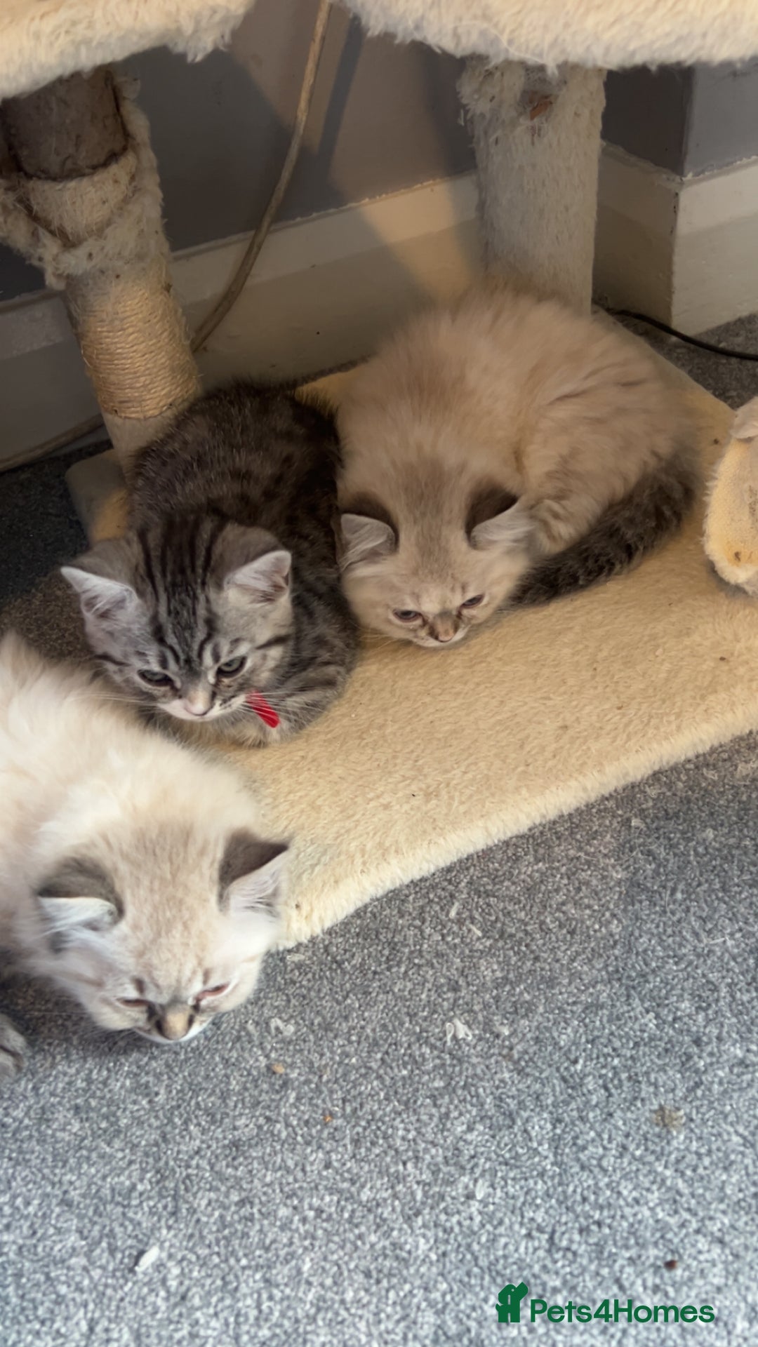Persian cats for sale: 4 Beautiful Himalayan X Chinchilla Persian Kittens - Advert 2